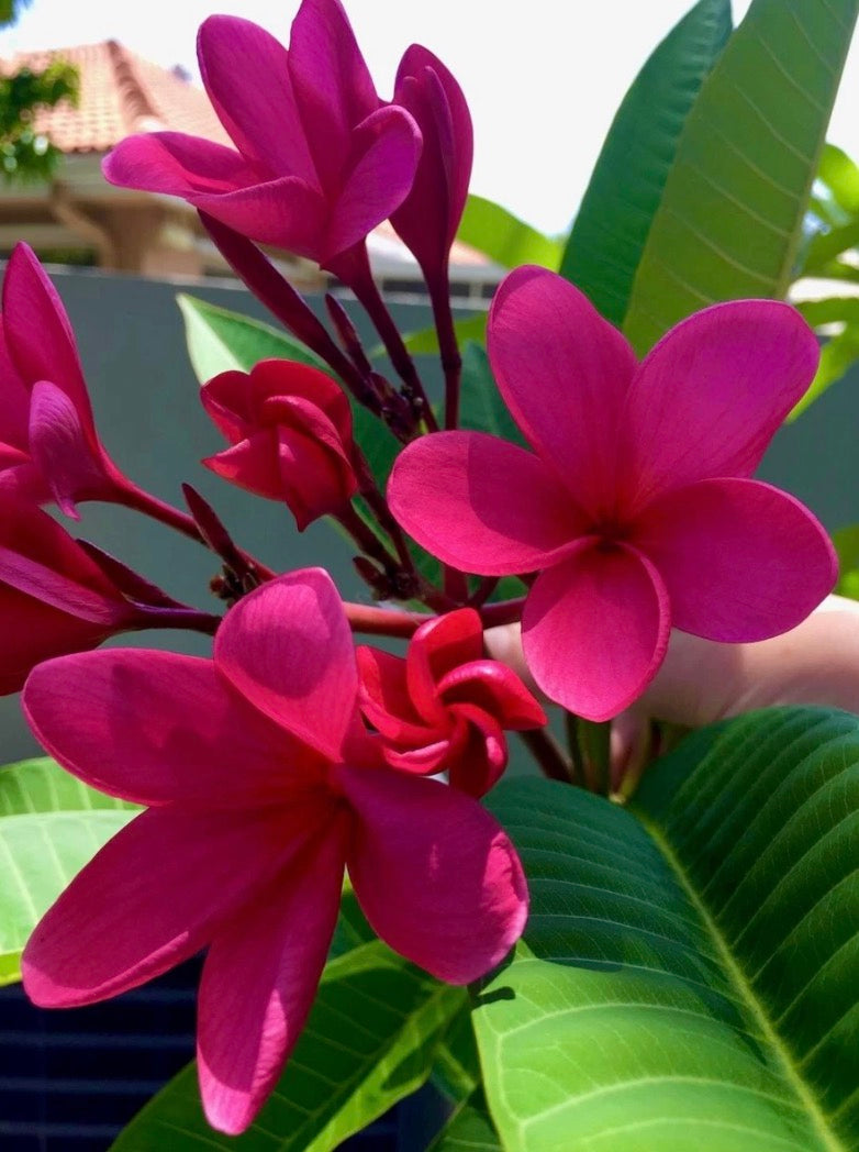 Plumeria rubra Cutting — Deep Pink/Red | 7”+ Pre-Calloused