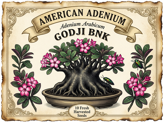 Adenium arabicum 'Godji BNK' — Muscle-Bound Dark Dwarf Hybrid Seeds