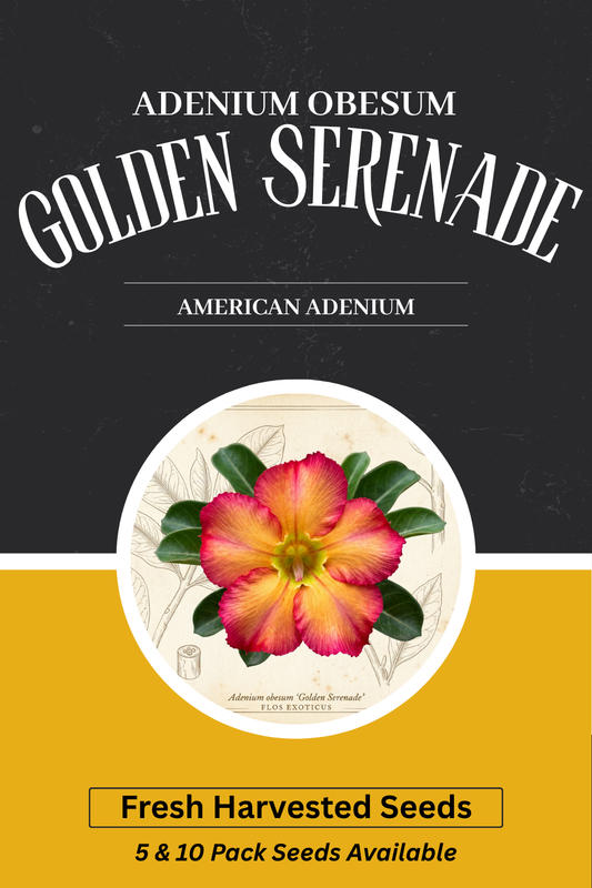 Adenium obesum 'Golden Serenade' — Double-Petal Pastel Desert Rose Seeds