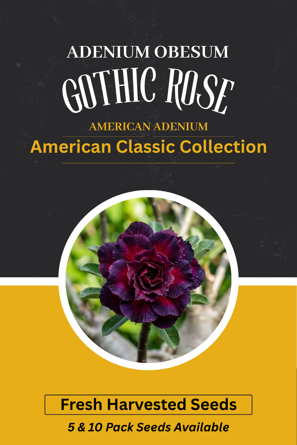 Adenium obesum 'Gothic Rose' Seeds