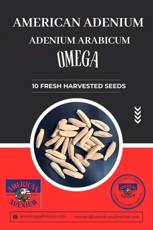 Adenium arabicum ‘Omega’ — Collector Seed Pack | 10 Seeds