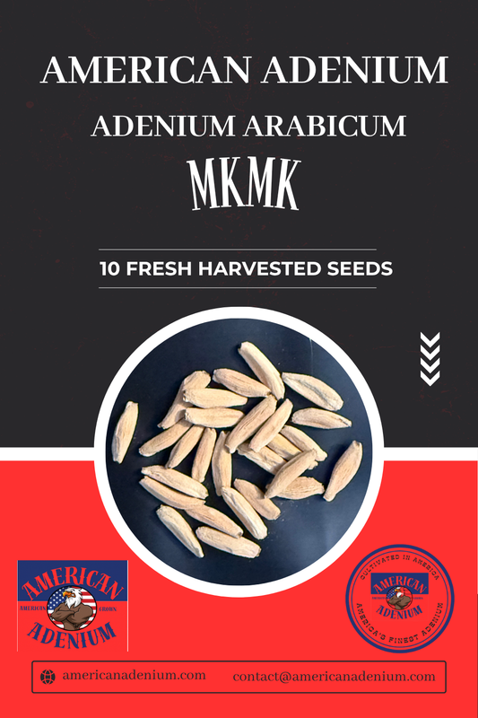 Adenium arabicum ‘MKMK’ (Mueang Kong Mong Kol) — Collector Seed Pack | 10 Seeds