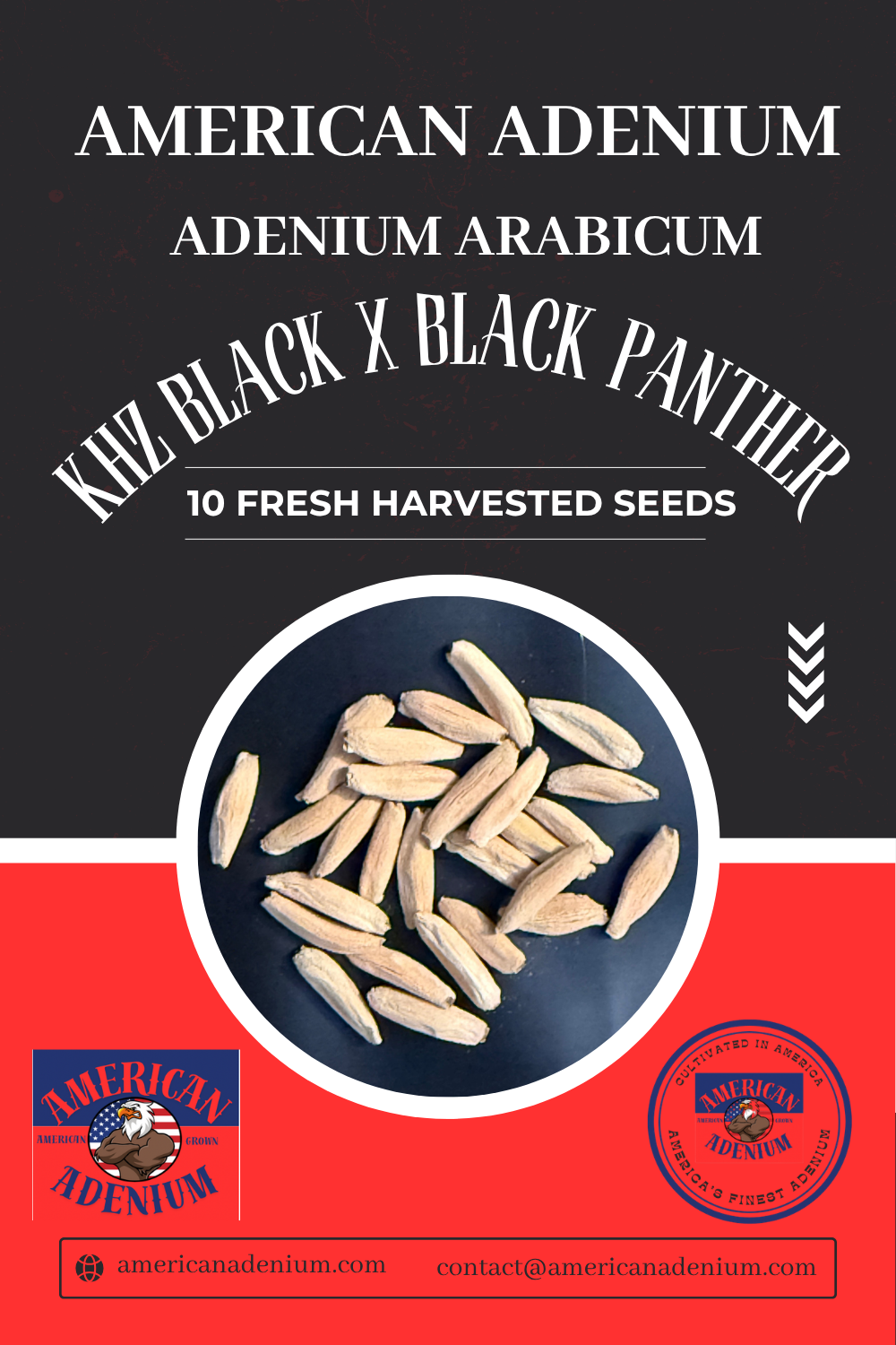 Adenium Arabicum ‘KHZ Black’ × ‘Black Panther’ — Collector Seeds | 10 Seeds