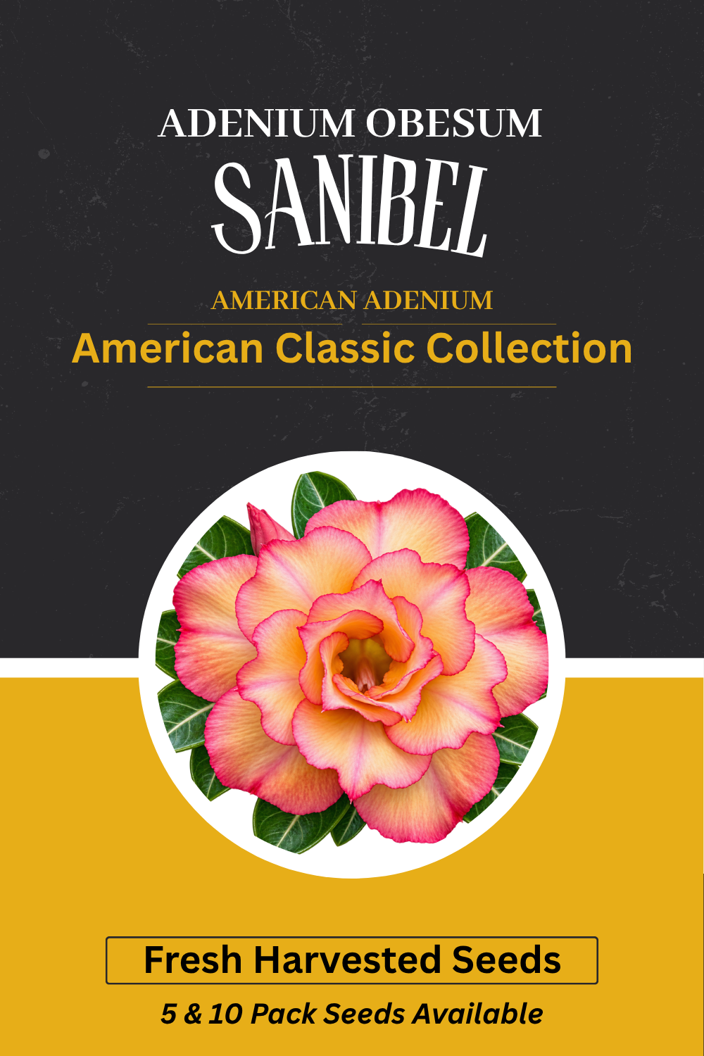 Adenium obesum 'Sanibel' Seeds