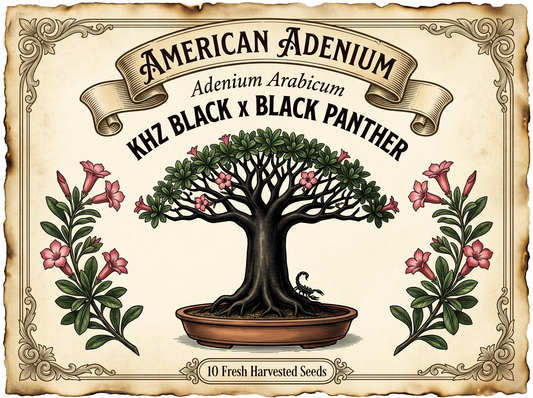 Adenium Arabicum ‘KHZ Black’ × ‘Black Panther’ — Collector Seeds | 10 Seeds