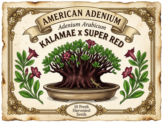 Adenium arabicum 'Kalamae' × 'Super Red' — Chocolate-Cherry Dwarf Hybrid Cross Seeds
