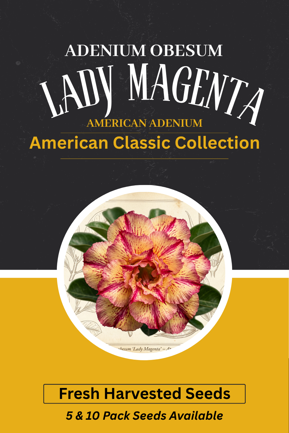 Adenium obesum 'Lady Magenta' — Golden Cream & Magenta Streaked Desert Rose Seeds