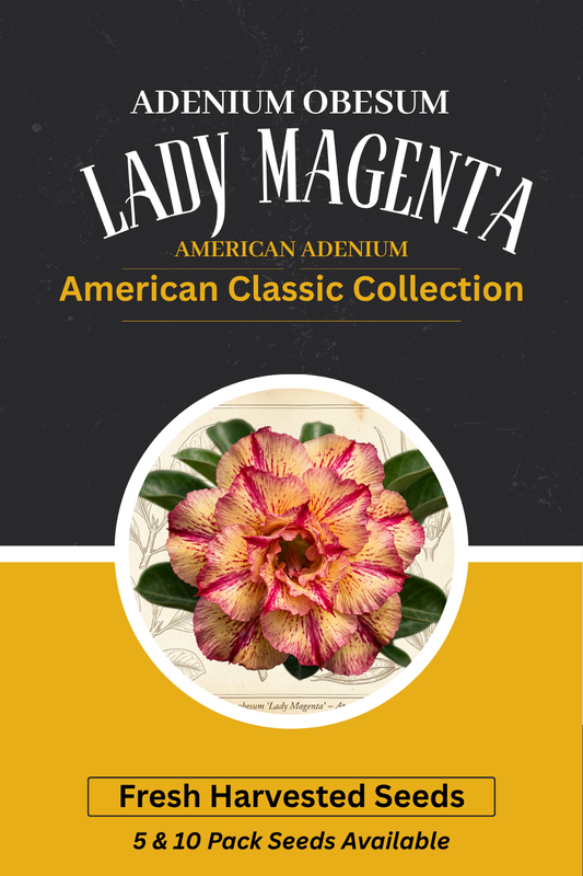 Adenium obesum 'Lady Magenta' — Golden Cream & Magenta Streaked Desert Rose Seeds