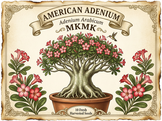 Adenium arabicum ‘MKMK’ (Mueang Kong Mong Kol) — Collector Seed Pack | 10 Seeds