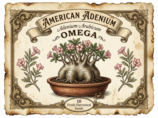Adenium arabicum ‘Omega’ — Collector Seed Pack | 10 Seeds