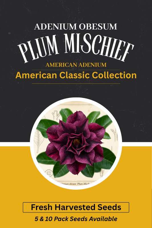 Adenium obesum 'Plum Mischief' Seeds