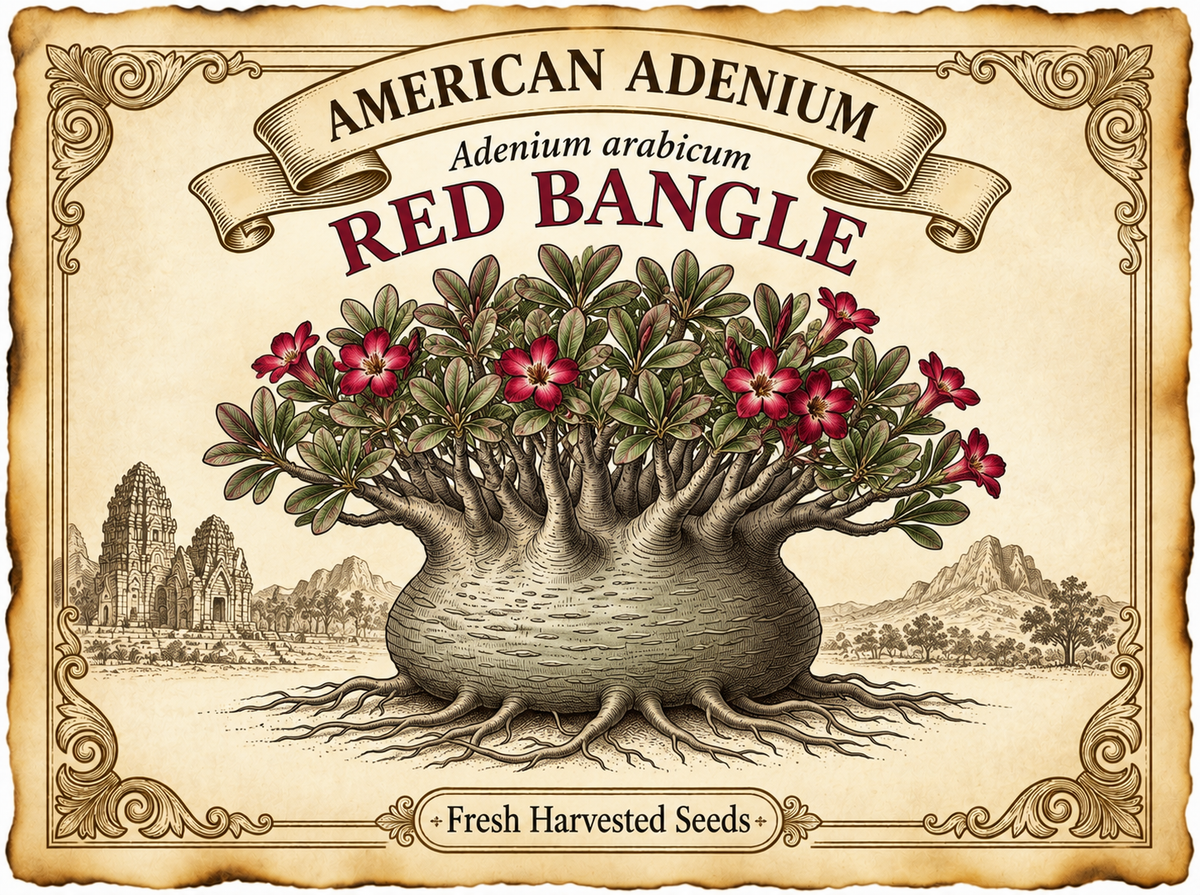 Adenium arabicum ‘Red Bangle’ — Dwarf Thai Turtle-Back Arabicum