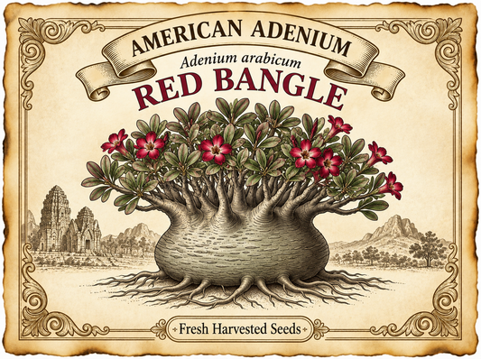 Adenium arabicum ‘Red Bangle’ — Dwarf Thai Turtle-Back Arabicum