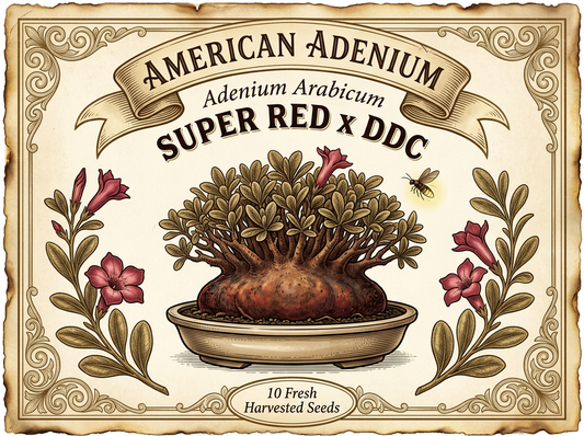 Adenium arabicum 'Super Red' × 'DDC' — Red-Charcoal Dwarf Hybrid Cross Seeds