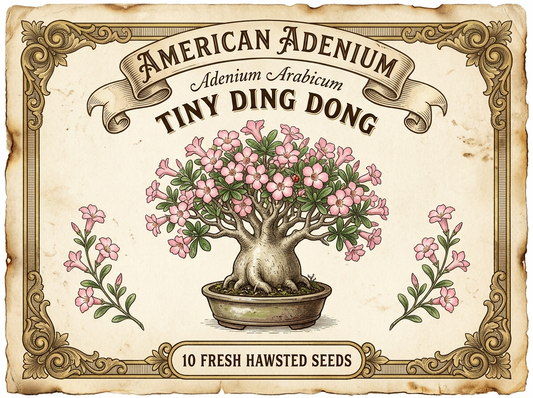 Adenium Arabicum Tiny Ding Dong 10 seeds package