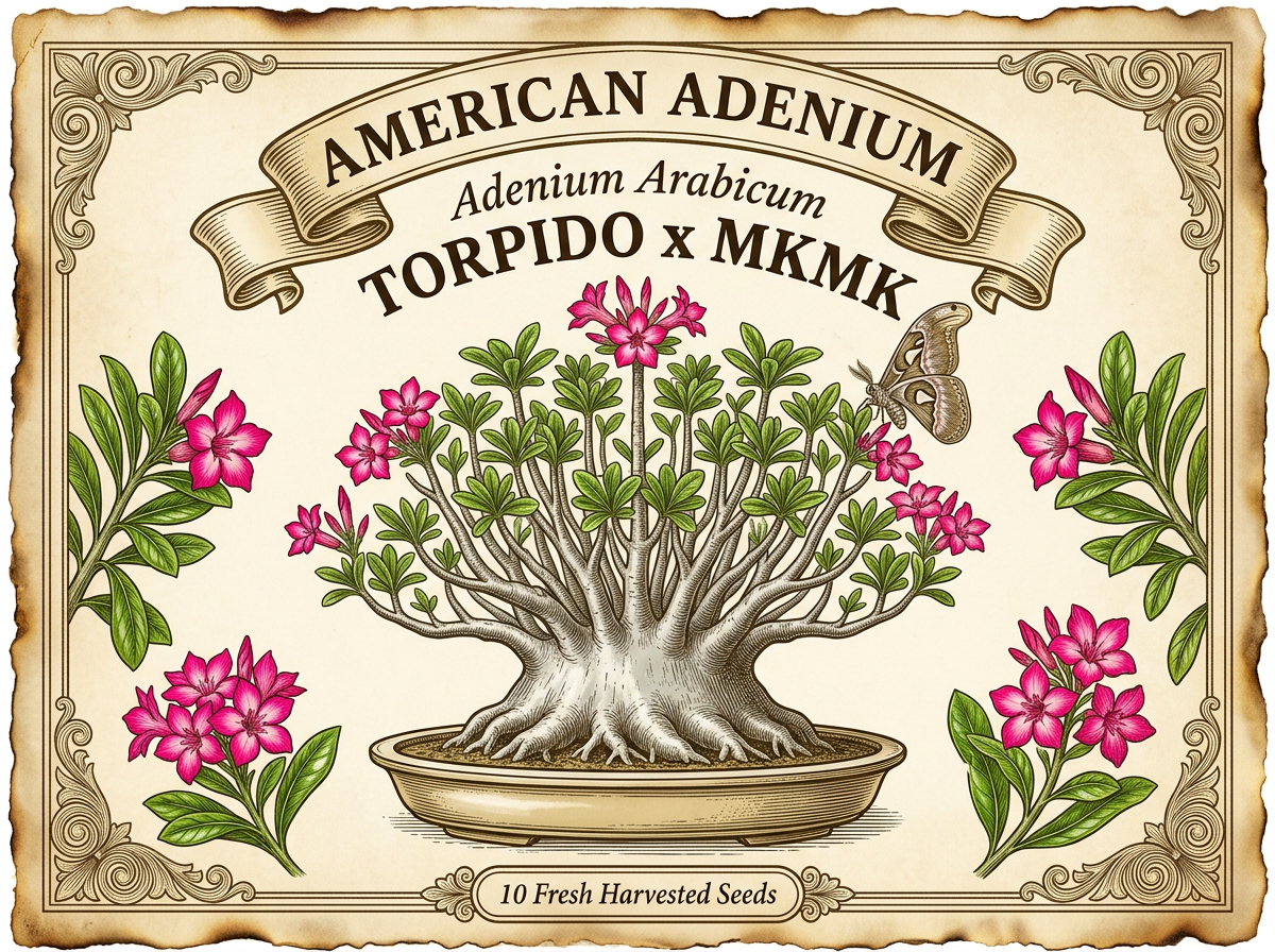 Adenium arabicum 'Torpido' × 'MKMK' — Candelabra Crown Formal Bonsai Hybrid Seeds