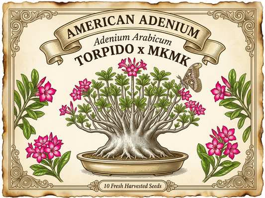 Adenium arabicum 'Torpido' × 'MKMK' — Candelabra Crown Formal Bonsai Hybrid Seeds