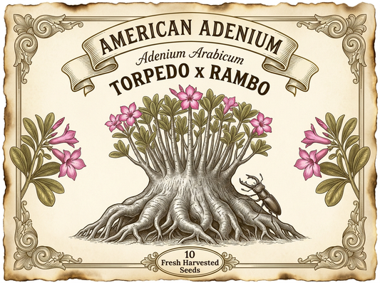 Adenium arabicum 'Torpido' × 'Rambo' — Broad-Shouldered Vertical Crown Hybrid Seeds