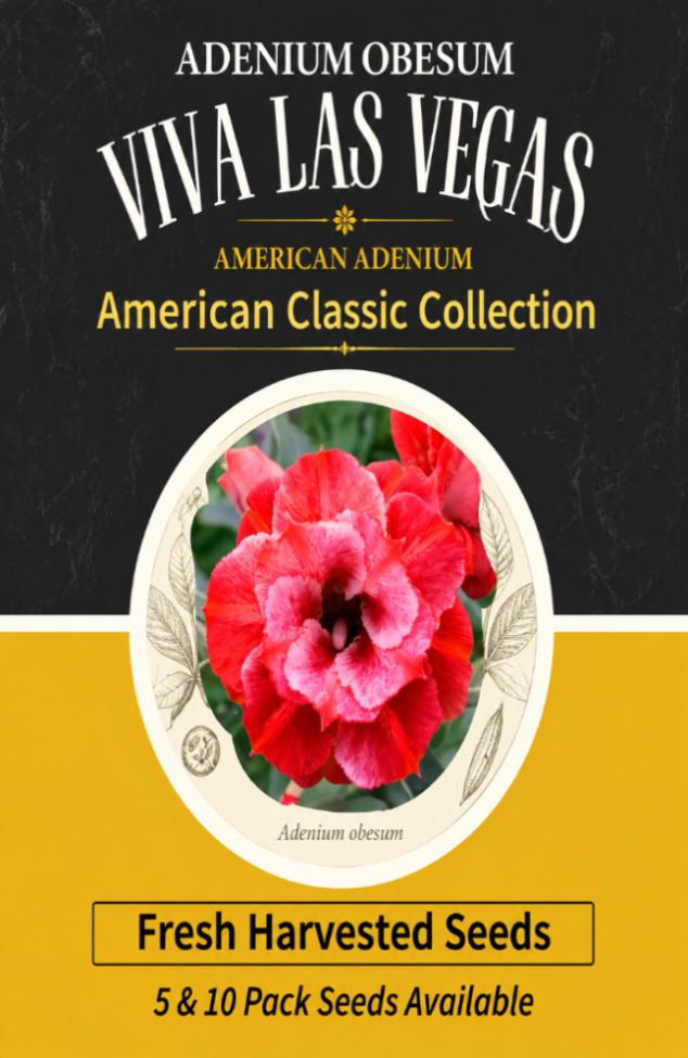 Adenium Obesum Viva LAs Vegas