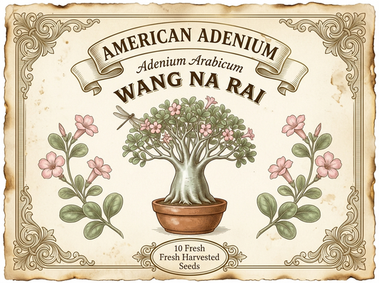 Adenium arabicum 'Wang Na Rai' — Premium Thai Bonsai Form Seeds