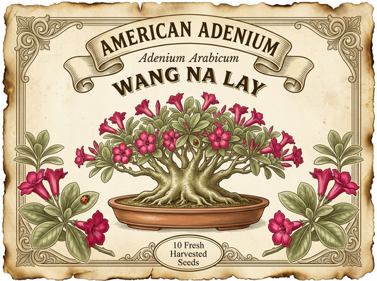 Adenium Arabicum Wang Na Lay 10 seeds package