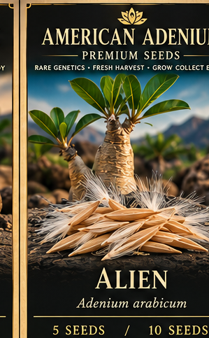 American Adenium vintage Adenium arabicum alien seed illustration