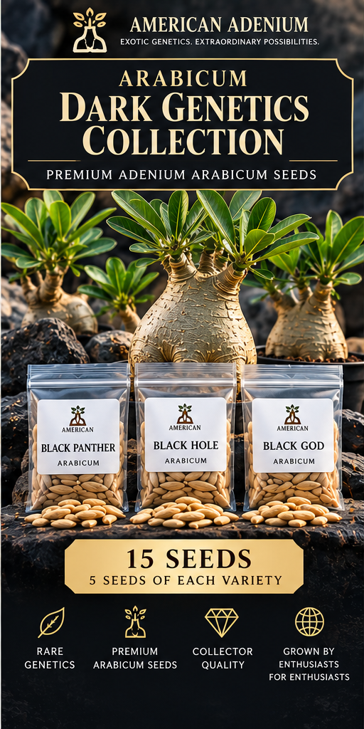 American Adenium Arabicum Dark Genetics collection: three seed varieties, 5 seeds each, 15 total