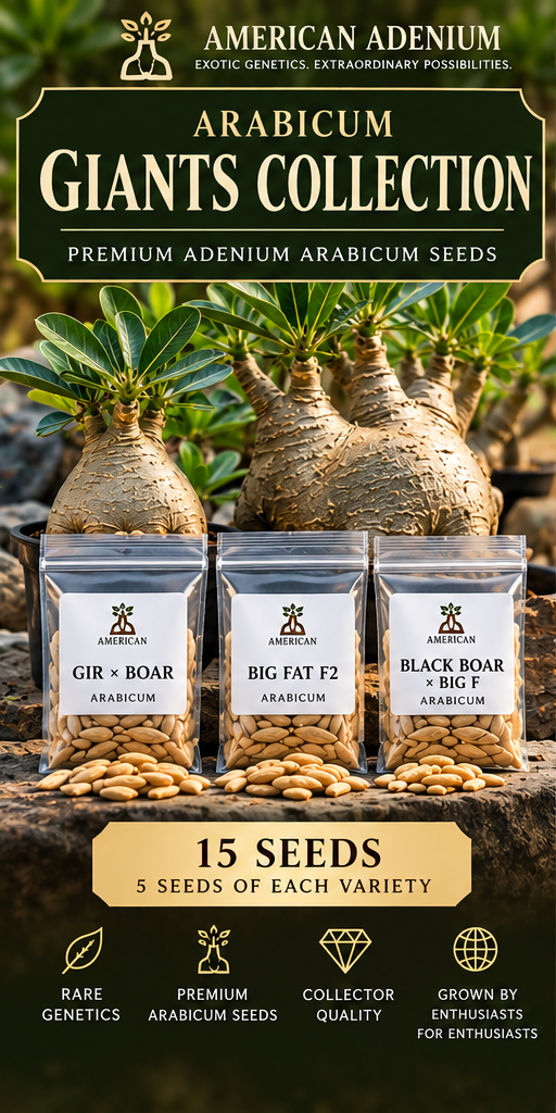 Arabicum Giants Collection: GIR x BOAR, Big Fat F2 and Black Boar x Big F, five seeds each