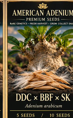 American Adenium vintage Adenium arabicum ddc-bbf-sk seed illustration
