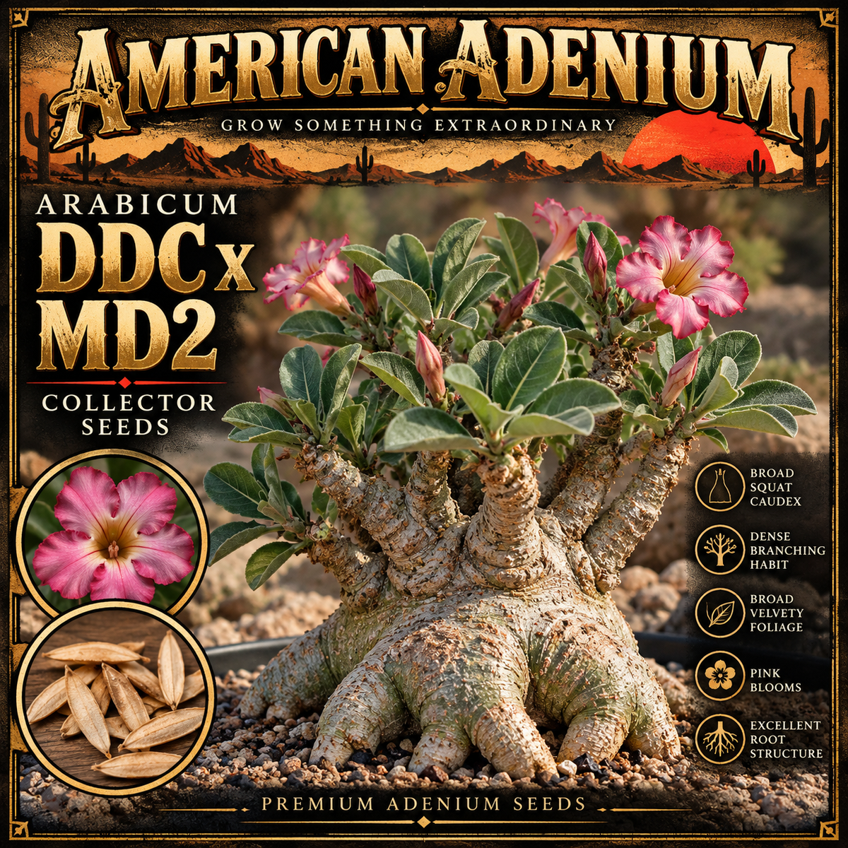 Vintage illustrated depiction of DDC x MD2 Adenium arabicum; individual seedling traits and flowers may vary
