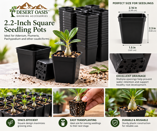 Desert Oasis 2.2-inch square nursery pots featuring young Adenium seedlings and pot specifications