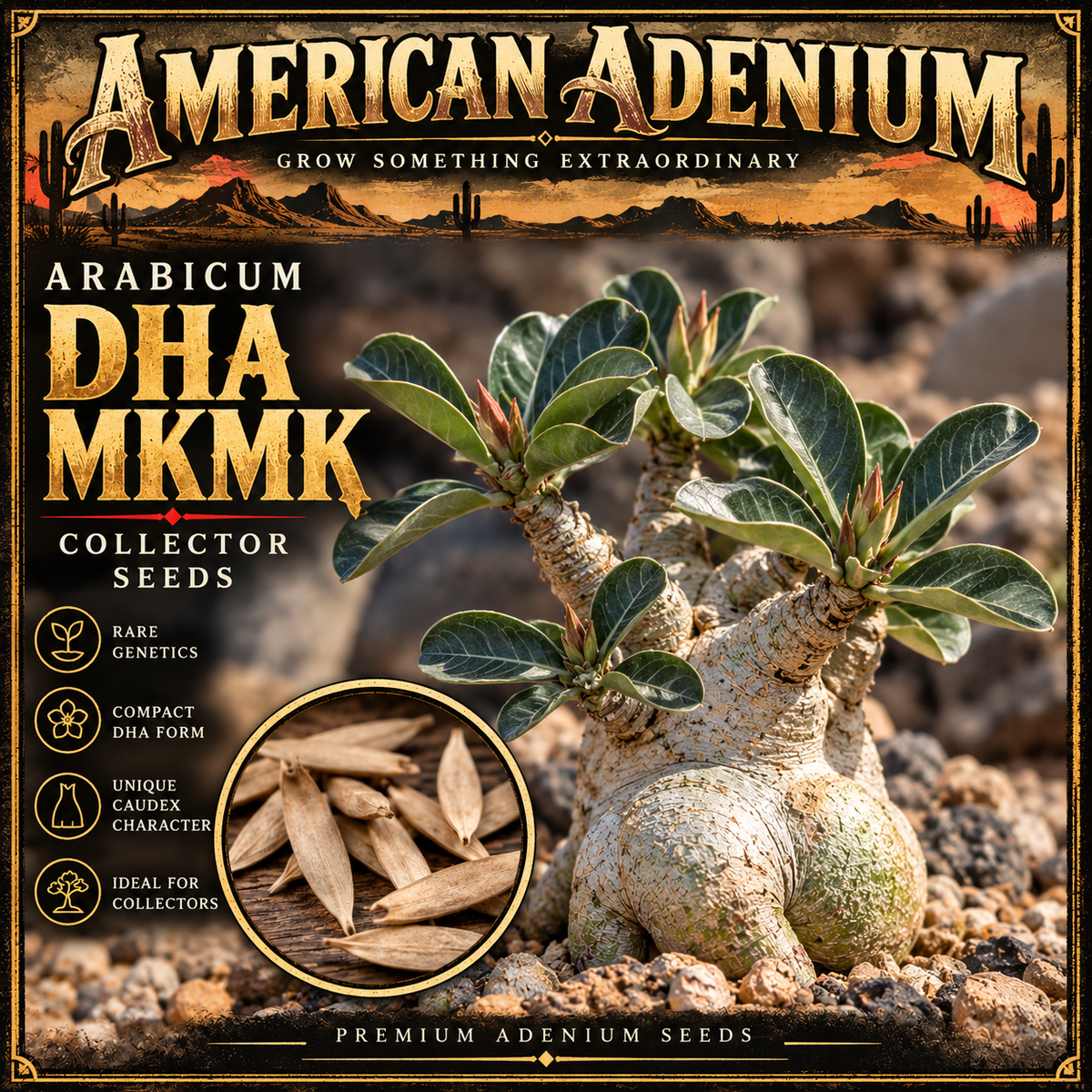 Illustrative depiction of DHA MKMK collector Adenium arabicum; foliage and mature plant appearance are not verified for this specific seed lot