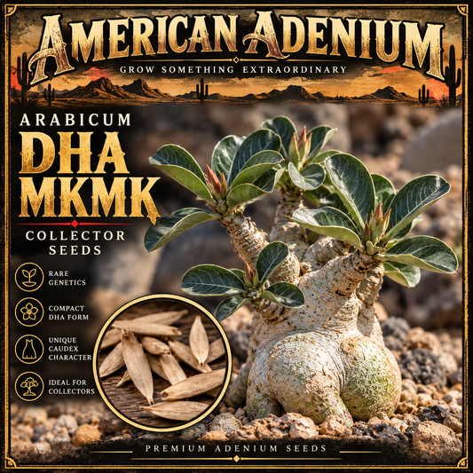Illustrative depiction of DHA MKMK collector Adenium arabicum; foliage and mature plant appearance are not verified for this specific seed lot