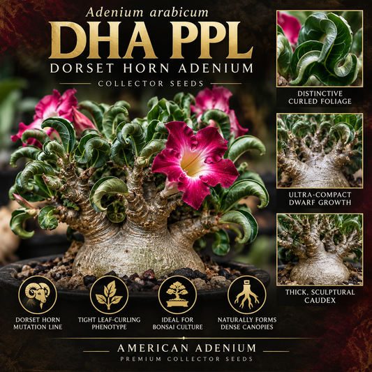 DHA PPL Dorset Horn Adenium collector seeds illustrative product artwork; mature plant appearance not guaranteed