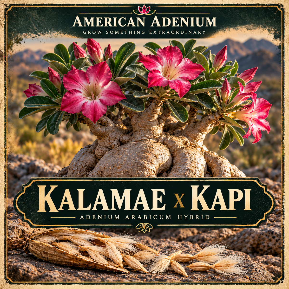 Vintage botanical illustration of Adenium arabicum Kalamae x Kapi, showing an illustrative mature caudex and pink flowers; seedling traits may vary.