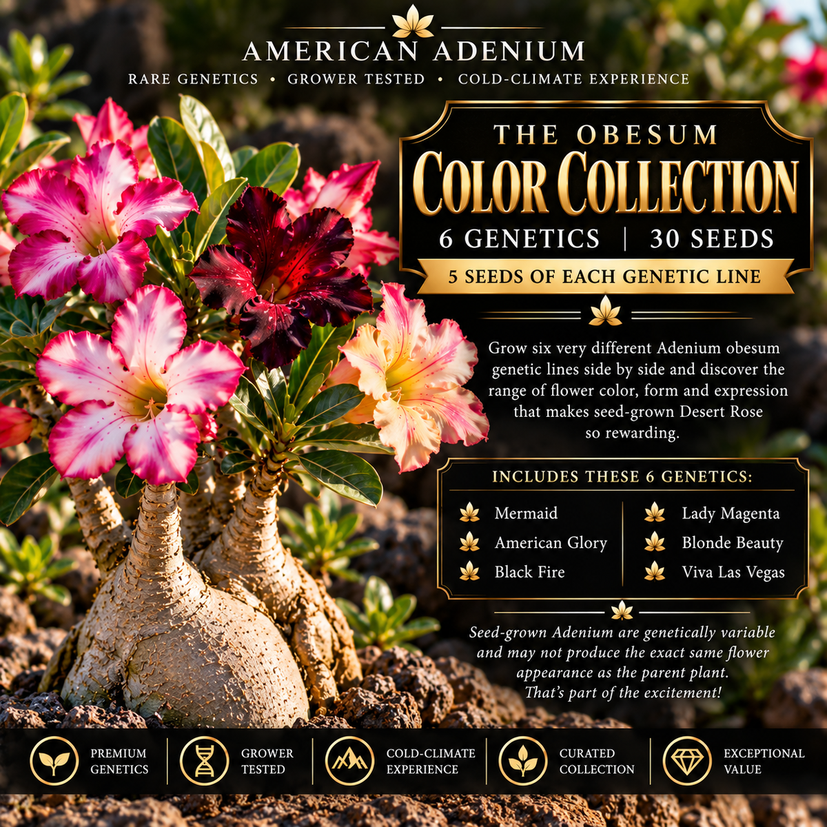 The Obesum Color Collection — 6 Genetics | 30 Seeds